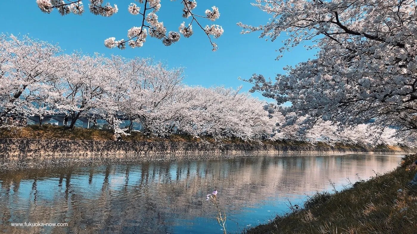 🏯 이케다 성터 공원(이케다시로아토코엔) 이미지 9